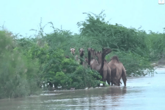 Half-a-dozen camels in water stranded