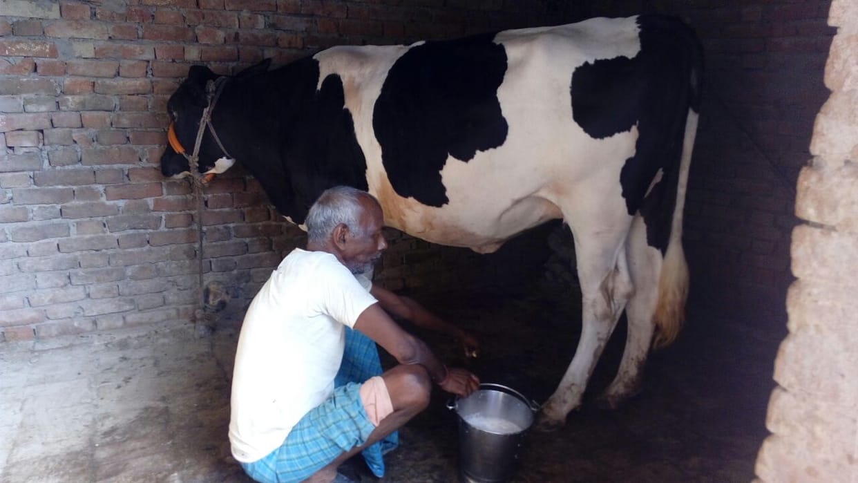 The cow is giving milk without giving  calf