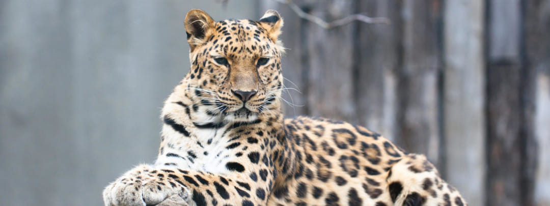 Tigers attacked, killed two buffaloes, panic among people