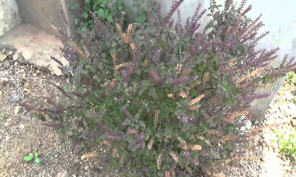 keep tulsi plant always right place according to vastu 