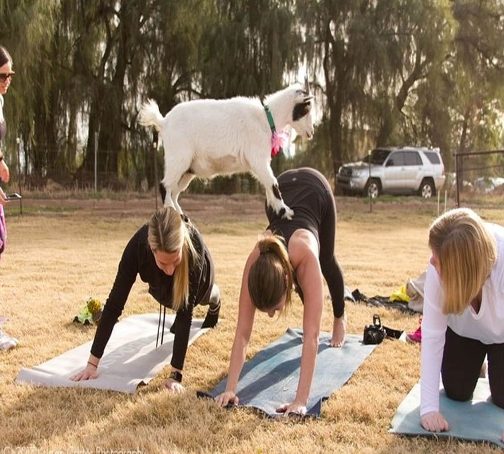 Now remove your depression with these amazing goat yoga