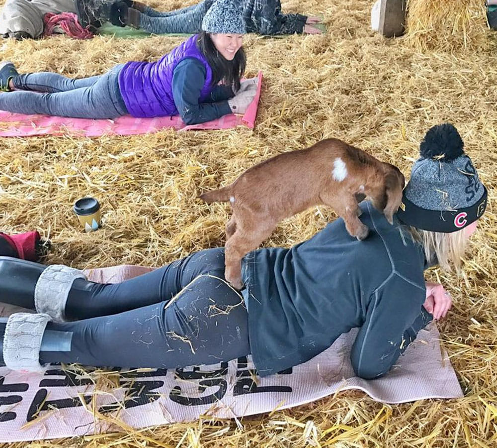 Now remove your depression with these amazing goat yoga