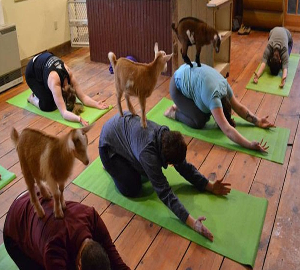 Now remove your depression with these amazing goat yoga