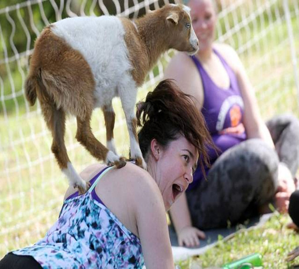 Now remove your depression with these amazing goat yoga