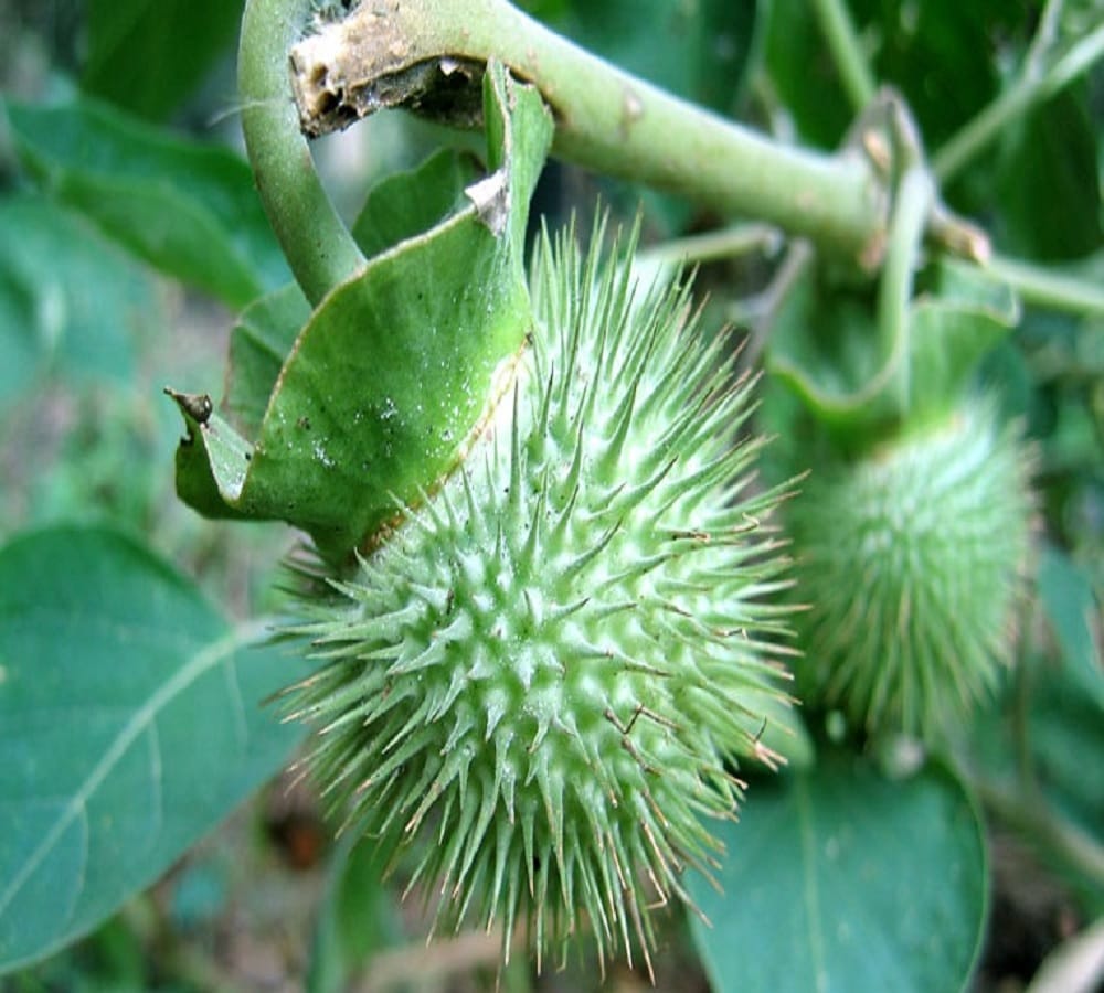 Do you know amazing health benefits of datura 