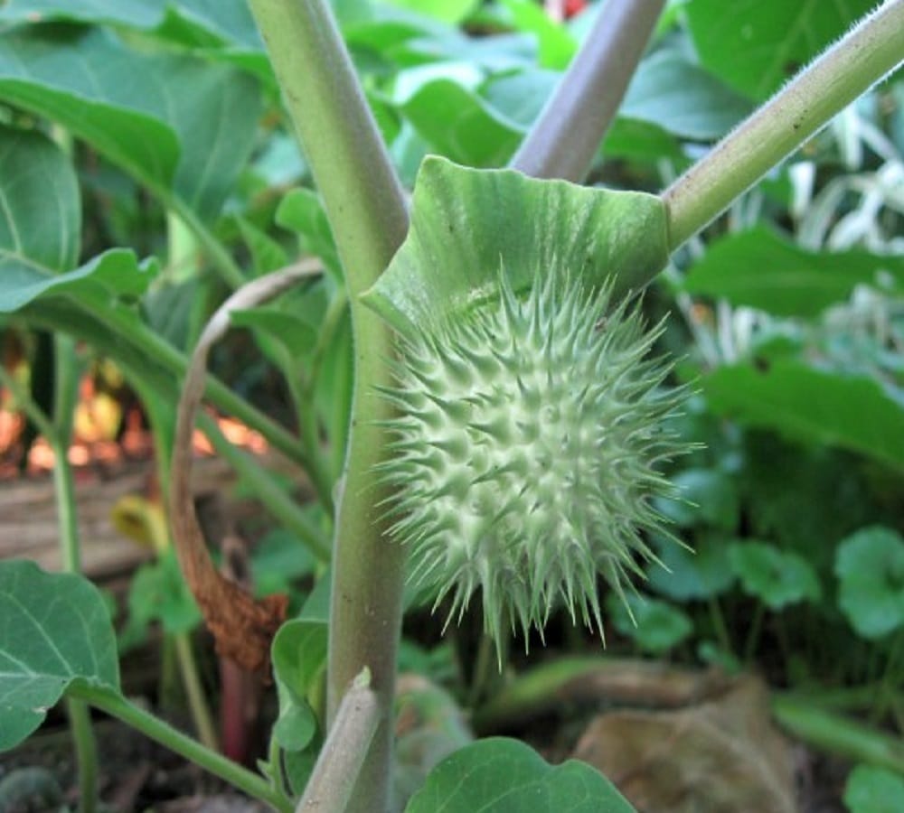 Do you know amazing health benefits of datura 