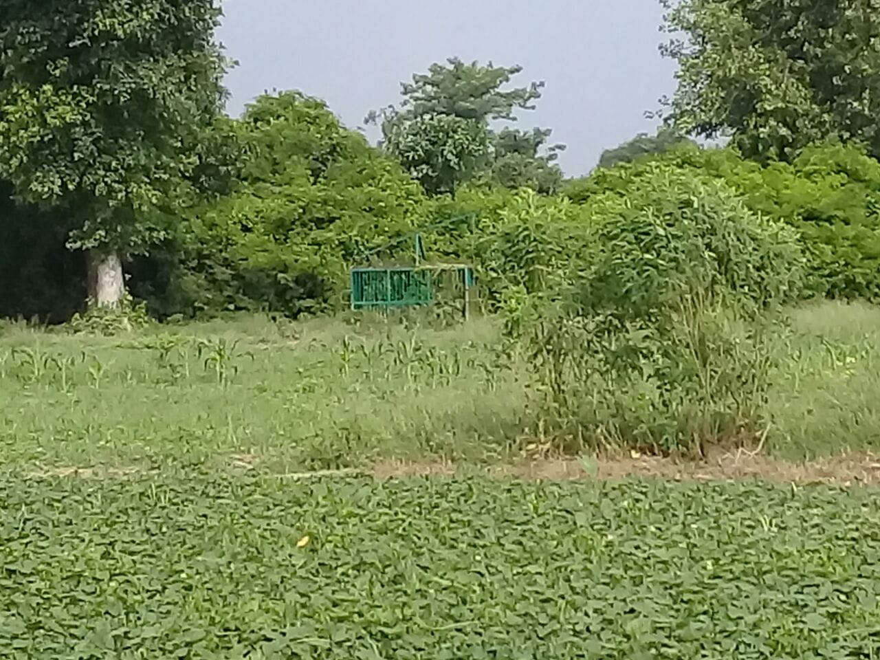 search operation for leopard