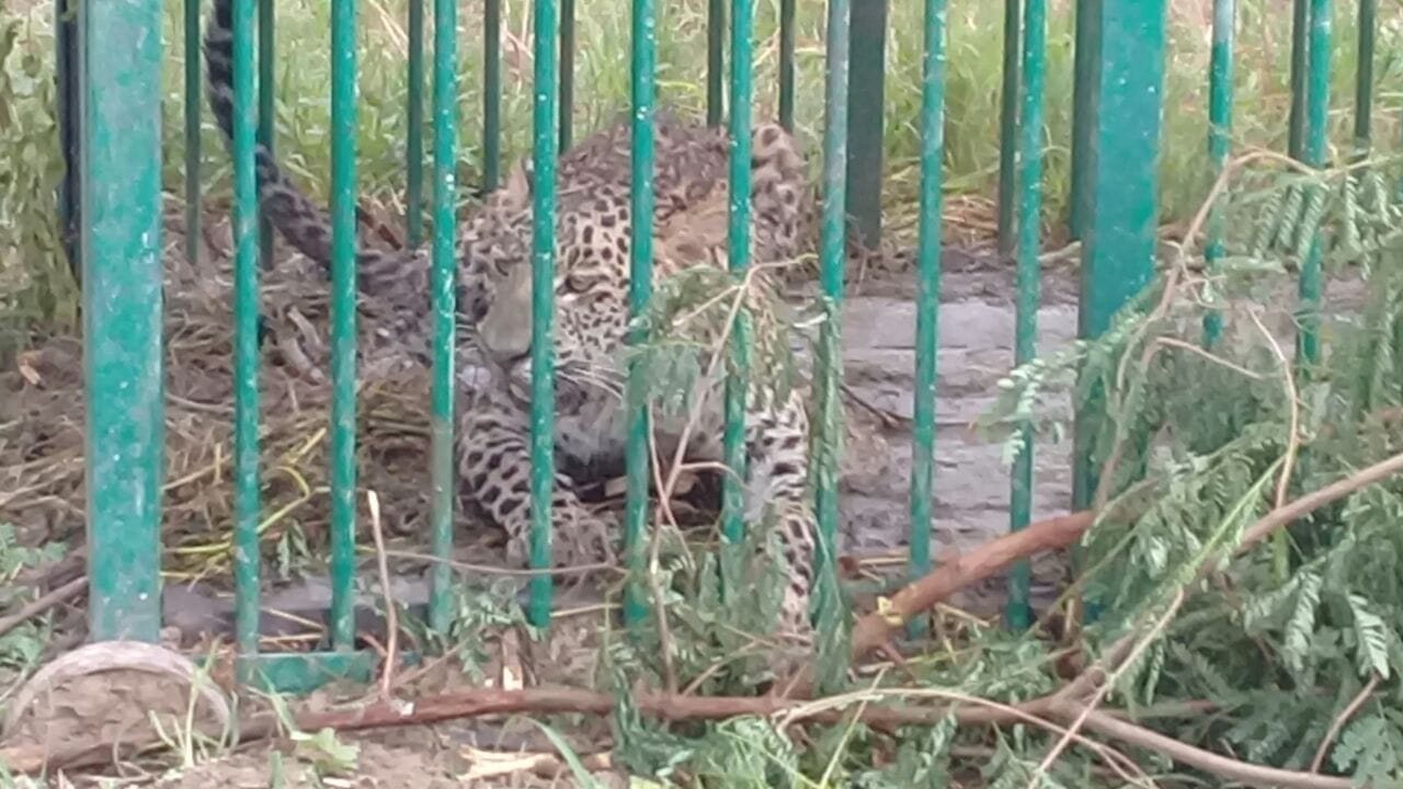 search operation for leopard