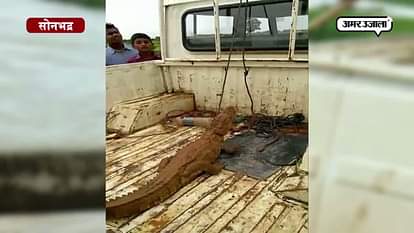 CROCODILE FOUND IN AGRICULTURE FIELD IN VILLAGE MAJHIGAVA SONBHADRA