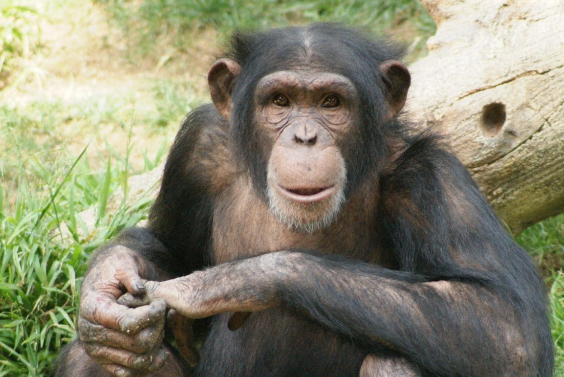 Ancestor of Gibbon Langur lived in Shivalik