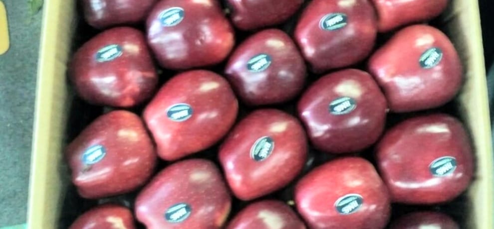 JEROMINE Apple rate in shimla ranges from 3100 to 3500 per box