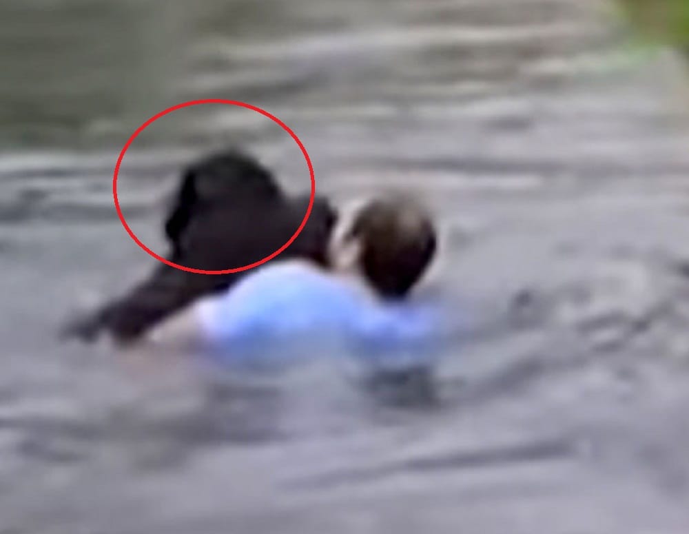 Watch how this man saved drowning chimpanzee life at   zoo