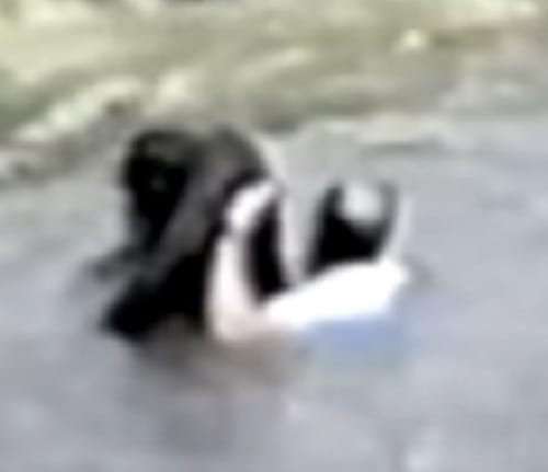 Watch how this man saved drowning chimpanzee life at   zoo