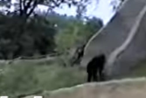 Watch how this man saved drowning chimpanzee life at   zoo