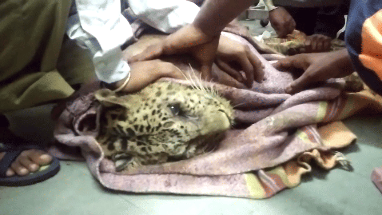 Female Panther Liver-Kidney Damage, dead