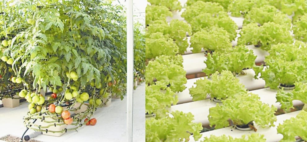 Himachal Pradesh Mandi Hydroponics the method of growing plants without soil