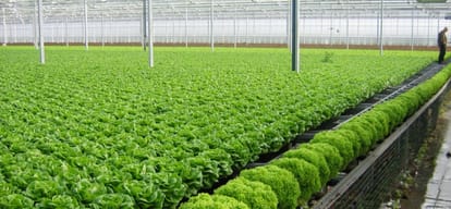 Himachal Pradesh Mandi Hydroponics the method of growing plants without soil