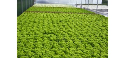 Himachal Pradesh Mandi Hydroponics the method of growing plants without soil