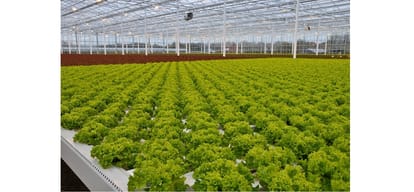 Himachal Pradesh Mandi Hydroponics the method of growing plants without soil