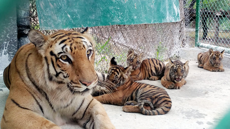 International Tigers Day special story