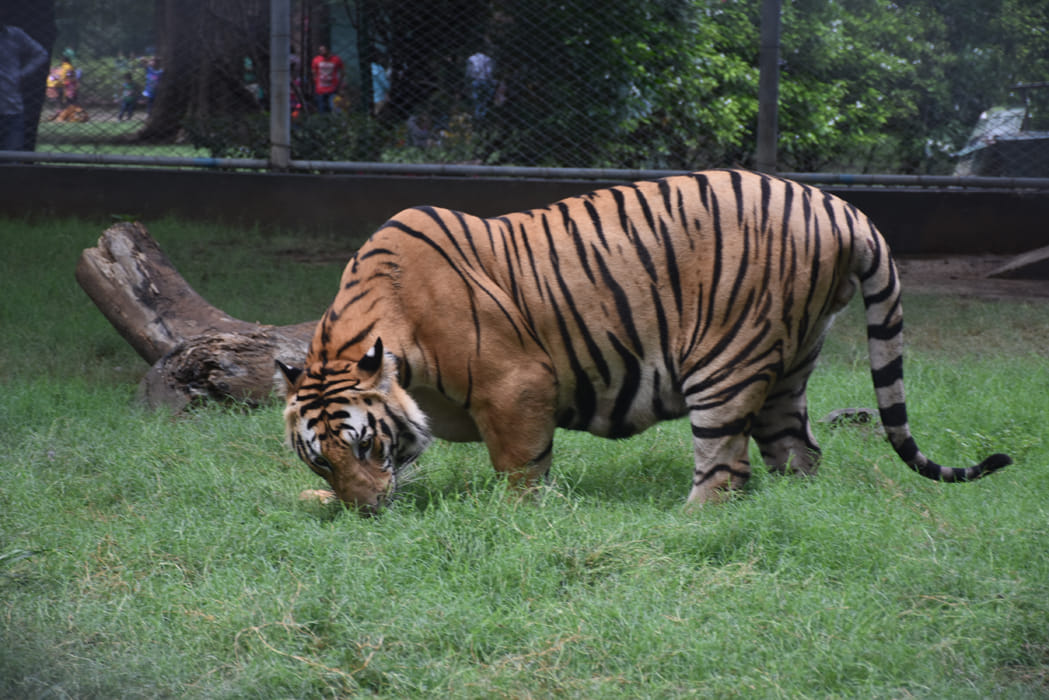 International Tigers Day special story