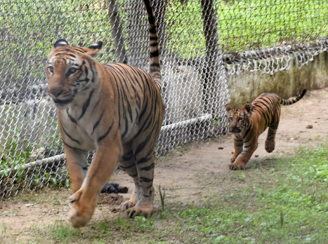 International Tigers Day special story