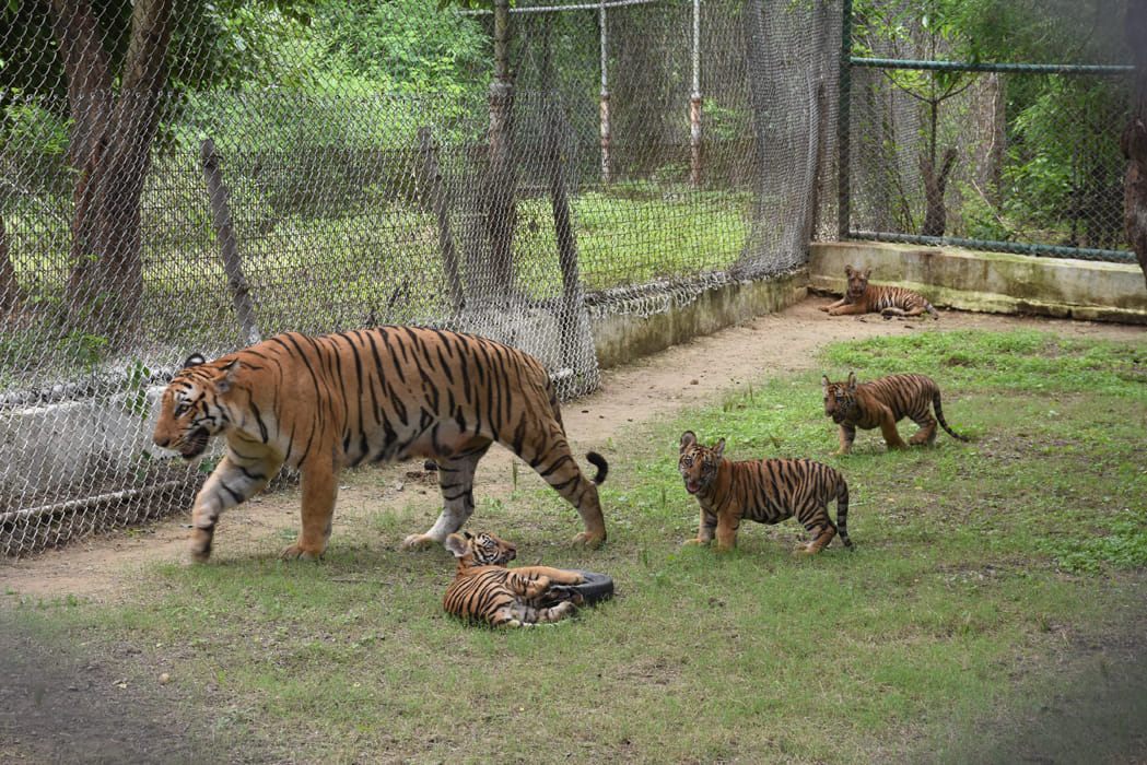 International Tigers Day special story