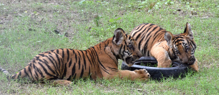 International Tigers Day special story