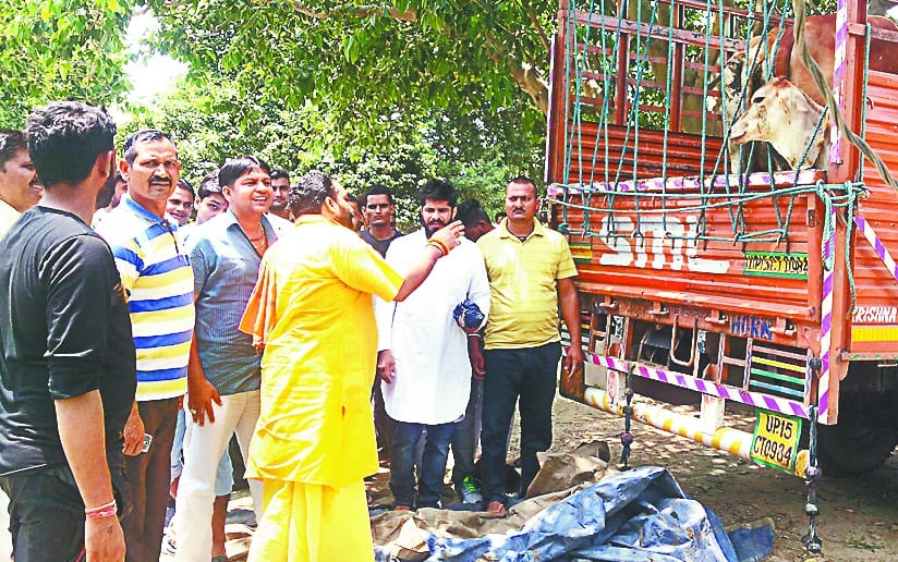 cow found in canter