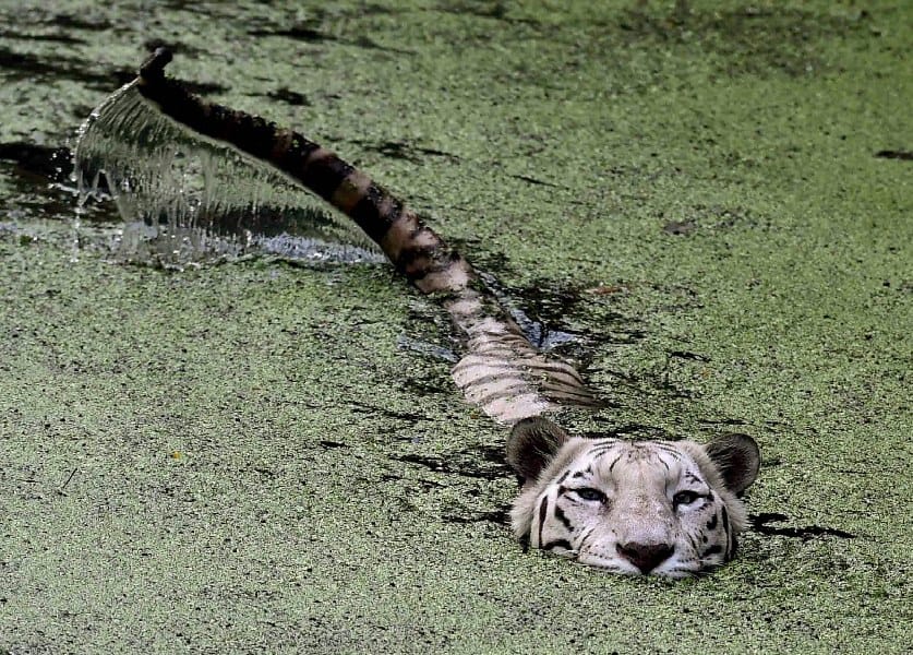 Tiger attack on forest department team