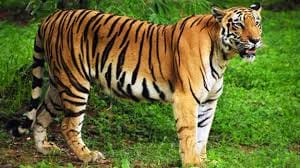 international tiger day: only 3890 tigers are left in a world