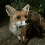 Gaspard the Fox