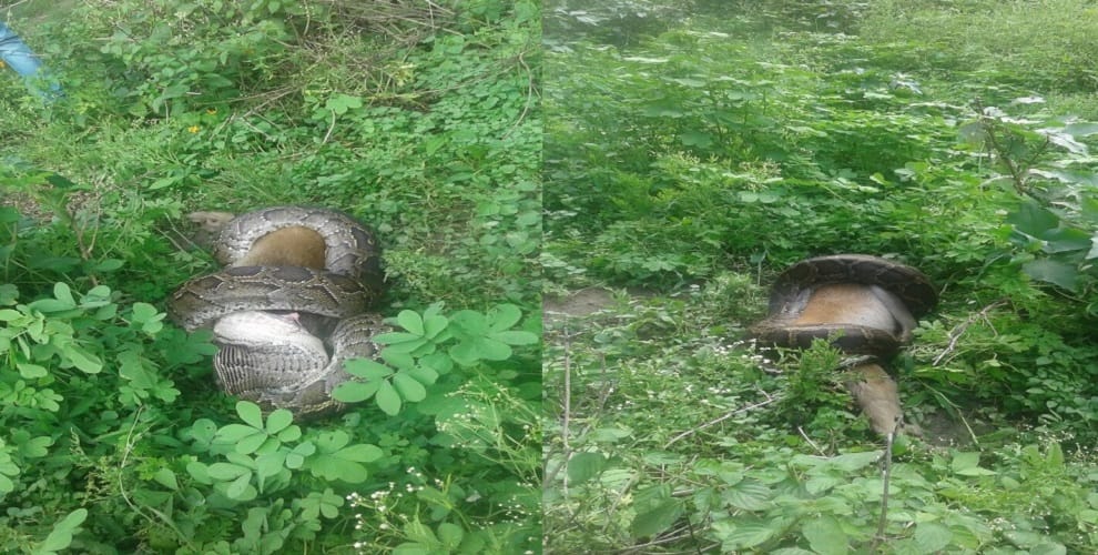 OMG : python swallowed monkey