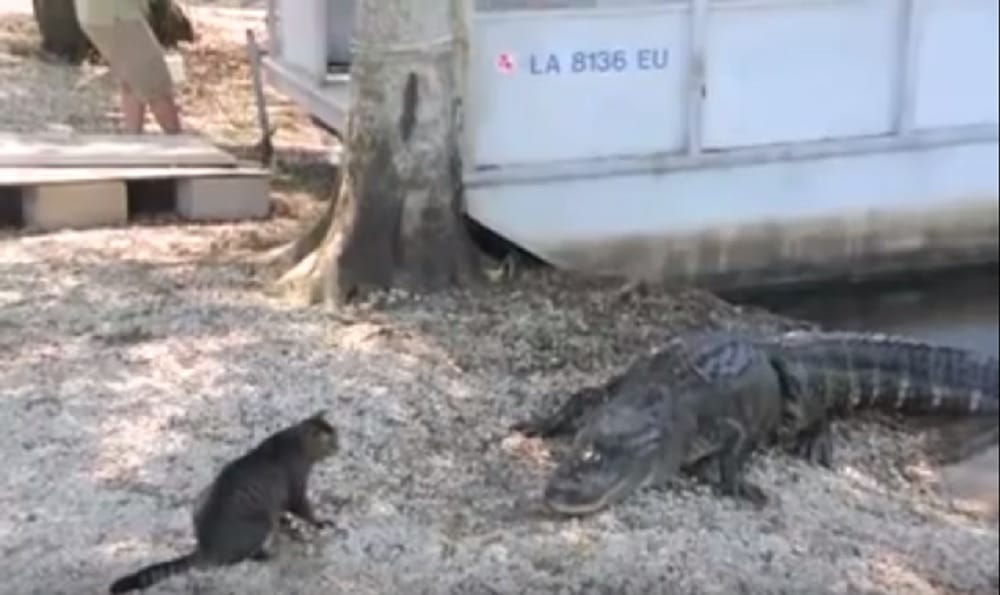Alligator gets afraid of cat watch interesting video of the incident
