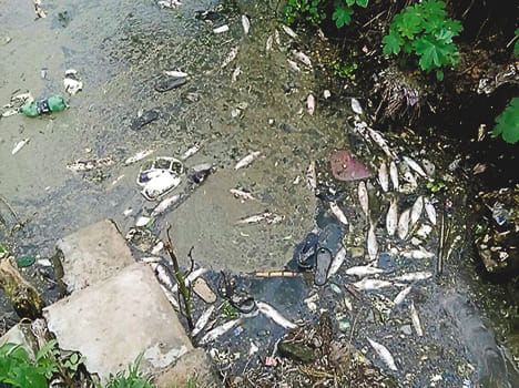 Thousands of fish have died in the poison pouring poison
