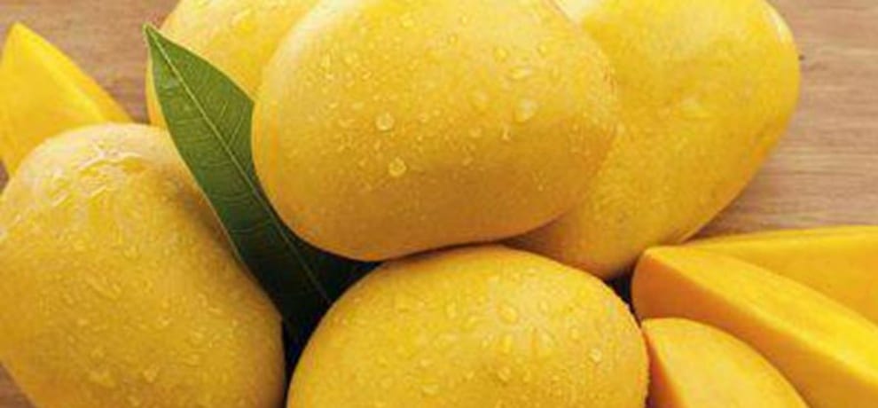 Alphonso mango cultivation in plains of Himachal Pradesh