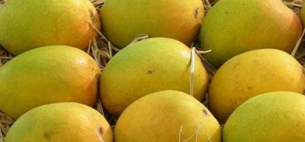 Mango Benefits For Kids Know Right Age For Child To Eat Mangoes In Hindi