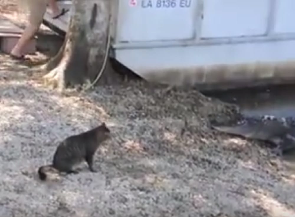Alligator gets afraid of cat watch interesting video of the incident
