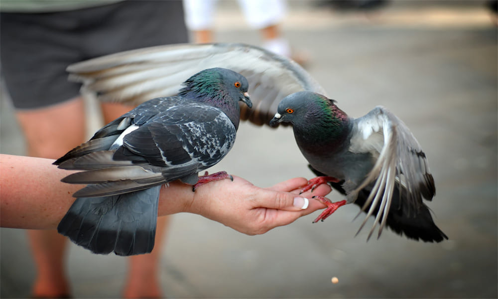 Do not do this mistake after feeding the birds