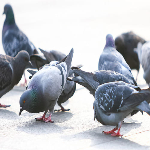Do not do this mistake after feeding the birds