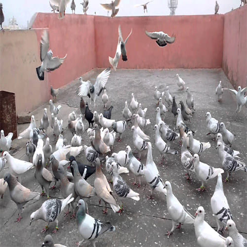 Do not do this mistake after feeding the birds