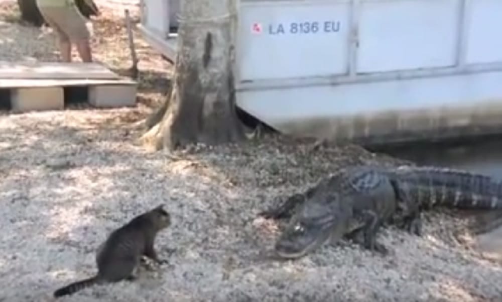 Alligator gets afraid of cat watch interesting video of the incident