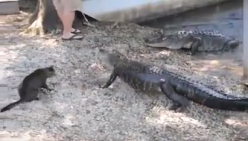 Alligator gets afraid of cat watch interesting video of the incident