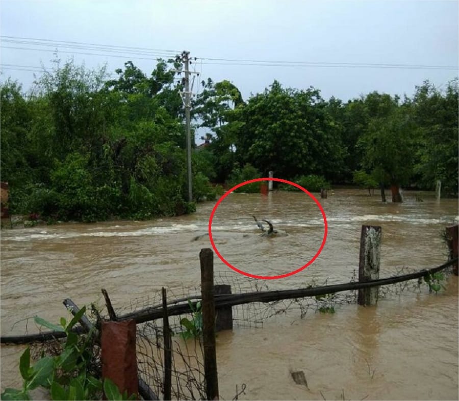 cattle are suffering across the gaushala in rajasthan due to heavy rainfall