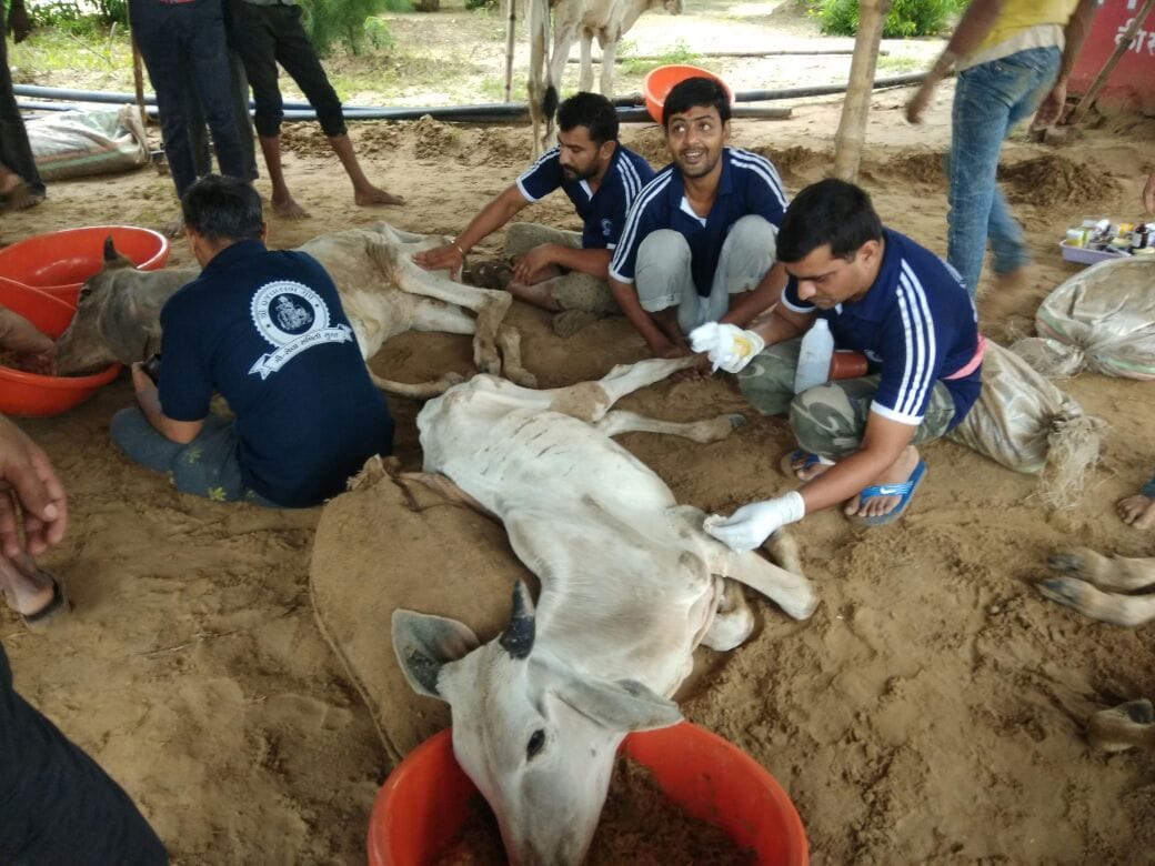 cattle are suffering across the gaushala in rajasthan due to heavy rainfall