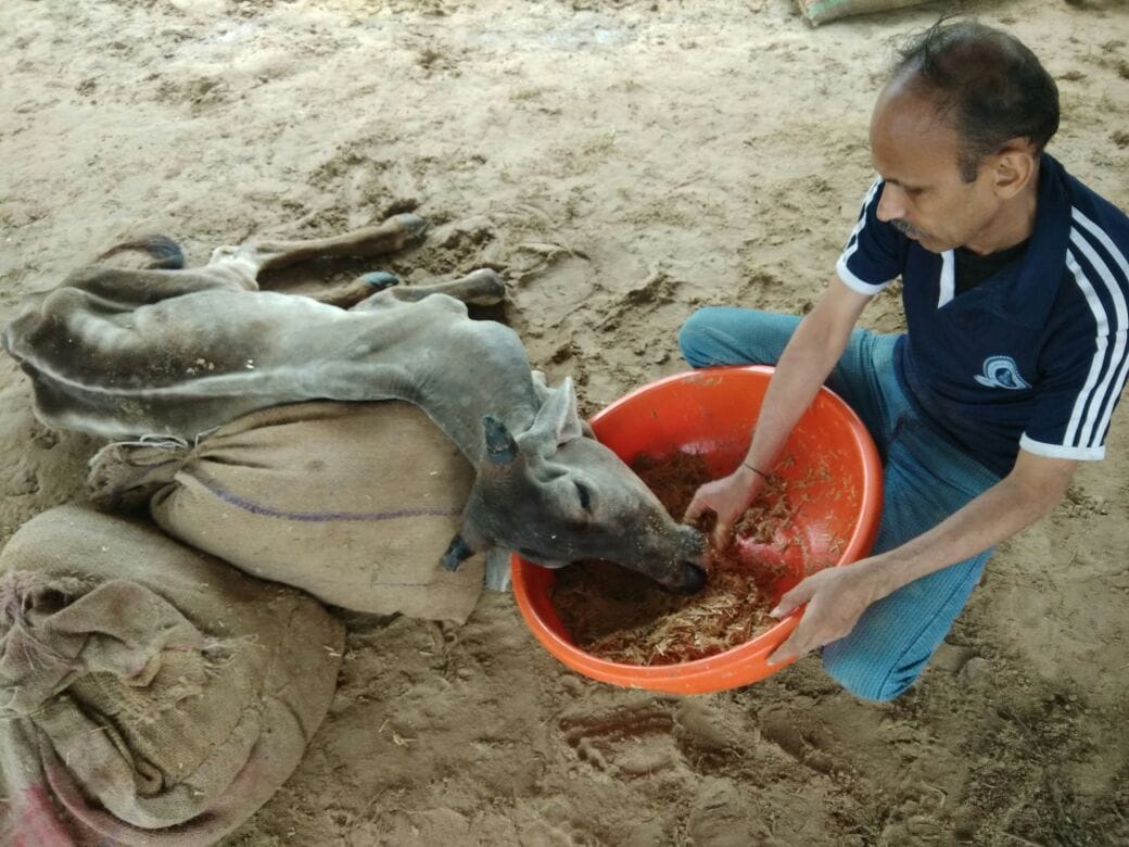 cattle are suffering across the gaushala in rajasthan due to heavy rainfall