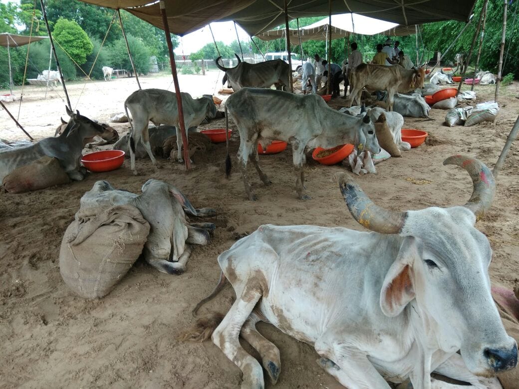 cattle are suffering across the gaushala in rajasthan due to heavy rainfall