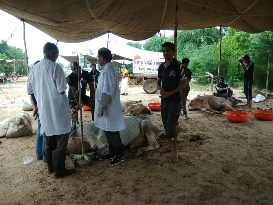 cattle are suffering across the gaushala in rajasthan due to heavy rainfall