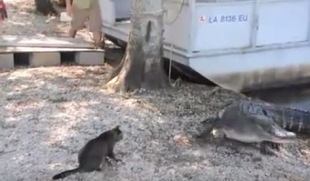 Alligator gets afraid of cat watch interesting video of the incident