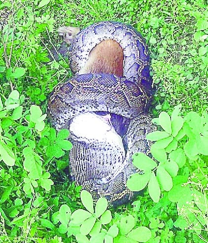  Dragon swallowed the monkey